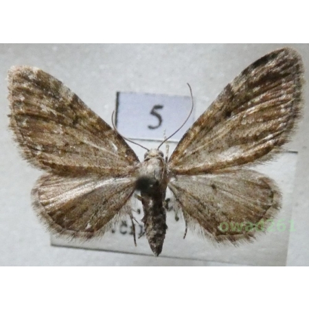 Eupithecia vulgata (Haworth, 1809) Czech5